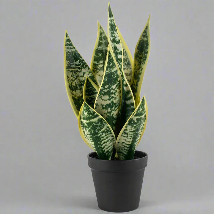 Imitation Snake Plant in Pot - YF20548 - Uneeka